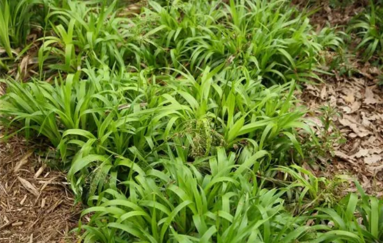 Luzula sylvatica 'Tauernpass' Luzula sylvatica 'Tauernpass'