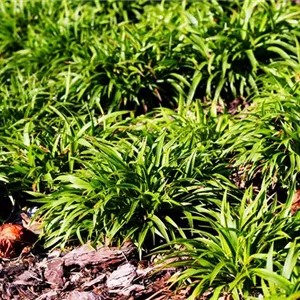 Luzula pilosa Luzula pilosa