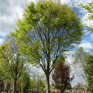 Zelkova serrata 'Green Vase'