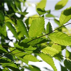 Zelkova serrata 'Green Vase'