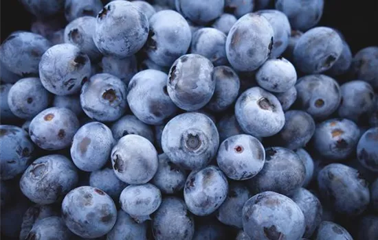 Vaccinium corymb. 'Hardyblue' CAC