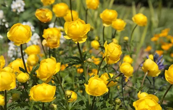 Trollius x cultorum 'Earliest of All'