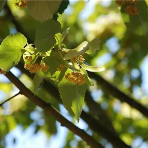 Tilia tomentosa 'Varsaviensis'