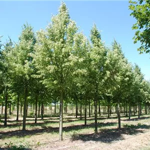 Tilia cordata 'Rancho'
