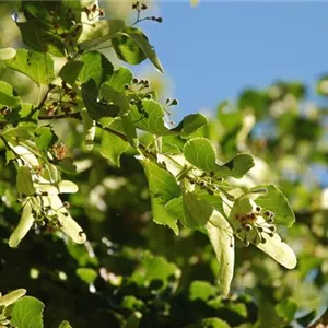 Tilia cordata 'Rancho' Tilia cordata 'Rancho'