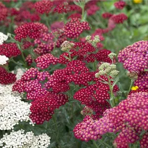 Das Blumenbeet – ein Hingucker in Rot und Rosa Das Blumenbeet – ein Hingucker in Rot und Rosa