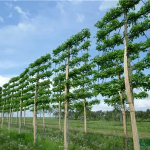 Tilia cordata 'Roelvo'