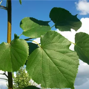 Tilia cordata 'Roelvo'