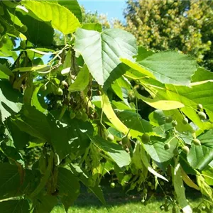 Tilia americana 'Nova' Tilia americana 'Nova'