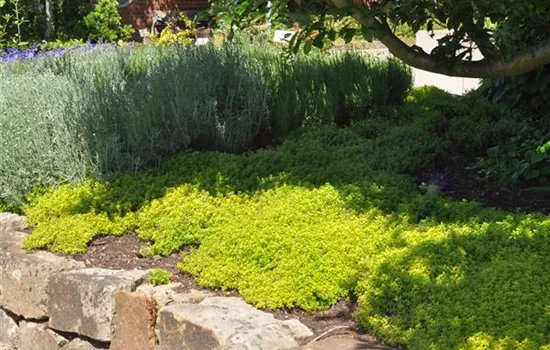 Thymus x citriodorus 'Golden Dwarf'