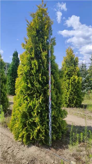 Thuja occidentalis 'Europa Gold'