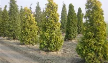 Thuja occidentalis 'Europa Gold'