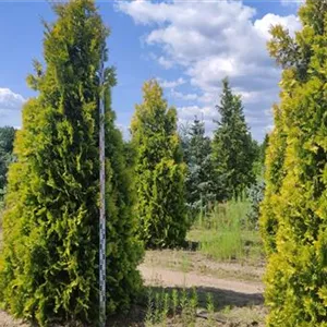 Thuja occidentalis 'Europa Gold' Thuja occidentalis 'Europa Gold'