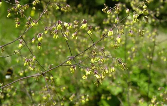 Thalictrum minus 'Adianthifolium'