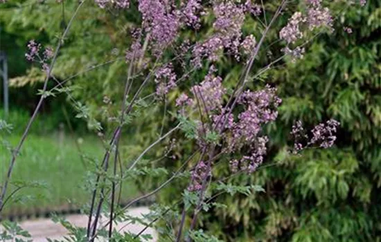 Thalictrum rochebruneanum