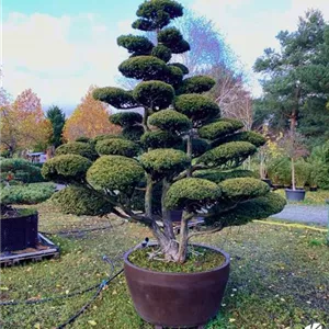 Taxus cuspidata Taxus cuspidata