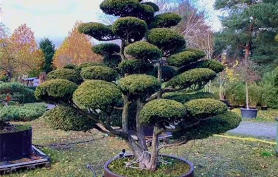 Taxus cuspidata