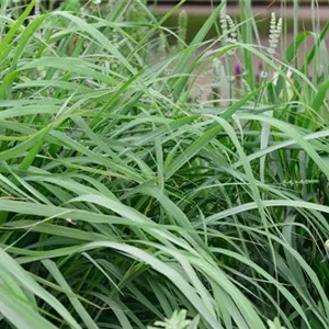 Sorghastrum nutans 'Indian Steel'