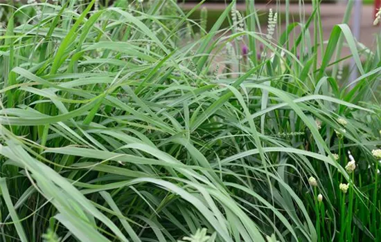 Sorghastrum nutans 'Indian Steel'
