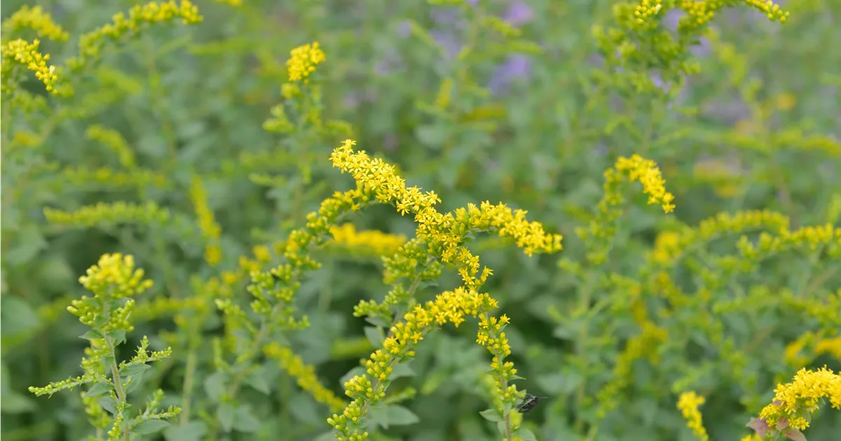 Solid Go Rugosa Solidago rugosa 'Fireworks'