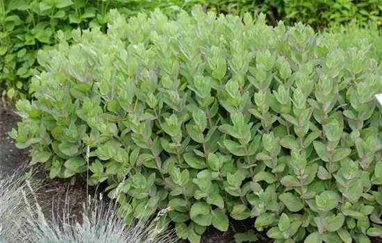 Sedum telephium 'Matrona'
