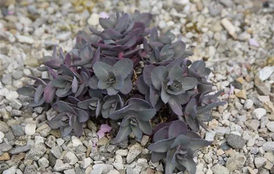 Sedum telephium 'Karfunkelstein'