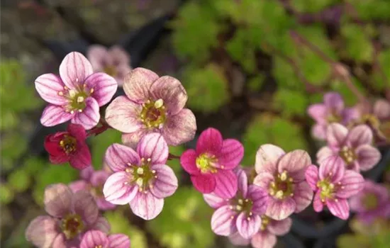 Saxifraga x arendsii 'Triumph'