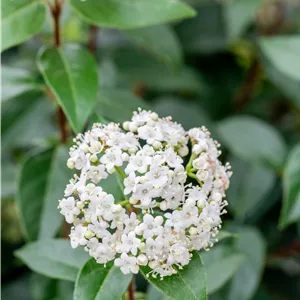 Viburnum tinus 'Eve Price' Viburnum tinus 'Eve Price'