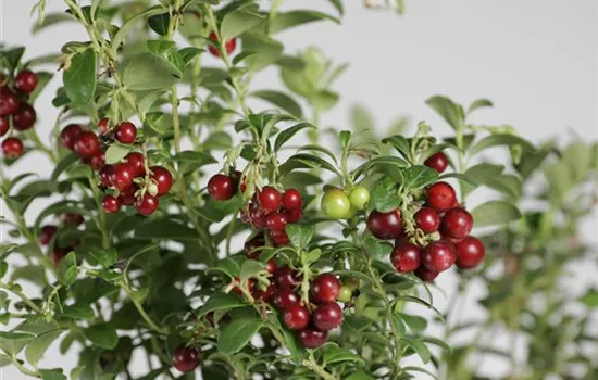 Vaccinium vitis-idaea 'Koralle'