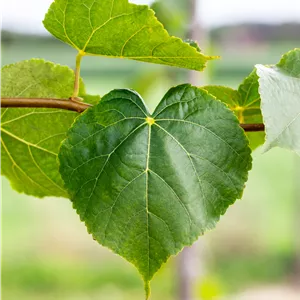 Tilia cordata