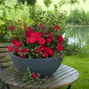 Rosa 'Zwergenfee 09'®