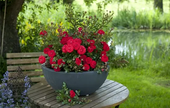 Rosa 'Zwergenfee 09' -R- Z III Rosa 'Zwergenfee 09' -R- Z III