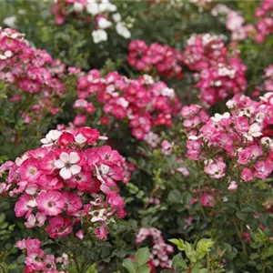 Rosa 'Lupo'®