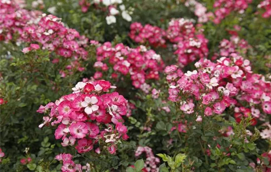 Rosa 'Lupo'® Rosa 'Lupo'®