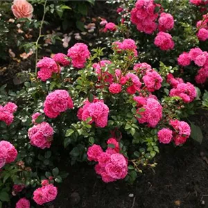 Rosa 'Pepita'®
