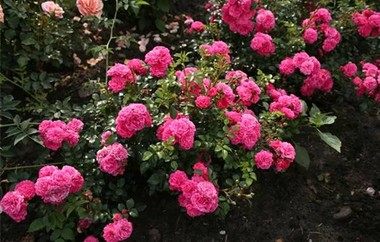 Rosa 'Pepita'® Rosa 'Pepita'®