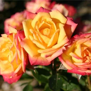 Rosa 'Little Sunset'®