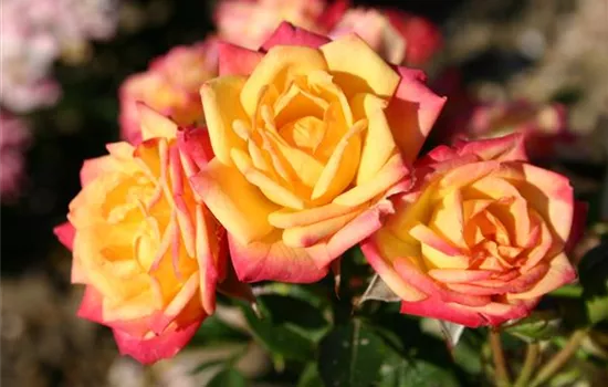 Rosa 'Little Sunset'® Rosa 'Little Sunset'®