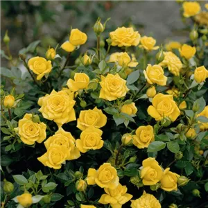 Rosa 'Goldjuwel'®