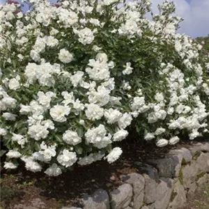 Rosa 'Alba Meidiland' -R- BDR III