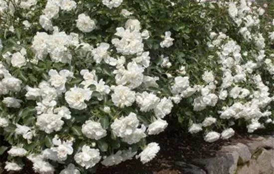 Rosa 'White Meidiland'® Rosa 'White Meidiland'®