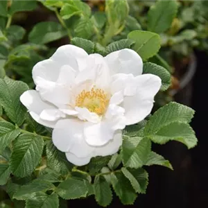 Rosa 'White Roadrunner' -R- BDR III