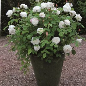 Rosa 'Winchester Cathedral' -R- STR VI