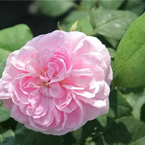 Rosa 'Fantin Latour' STR IV