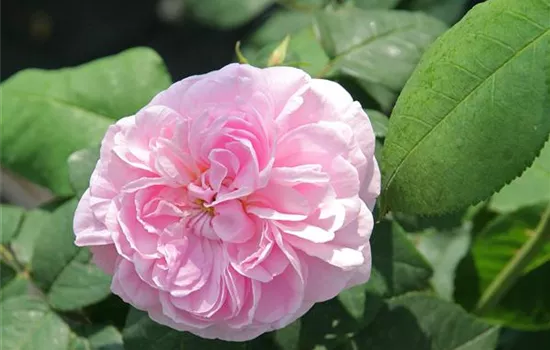 Rosa x centifolia 'Fantin Latour' Rosa x centifolia 'Fantin Latour'