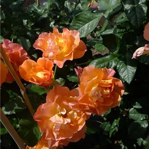 Rosa 'Westerland' -R- STR III
