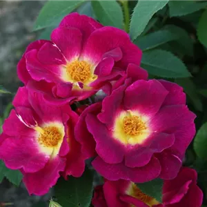 Rosa 'Weg der Sinne' -R- BDR IV