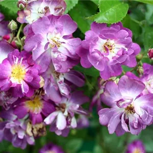 Rosa 'Veilchenblau' KL VI