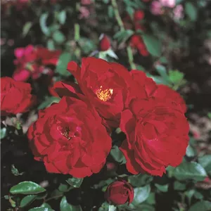 Rosa 'Ulmer Münster' -R- STR III