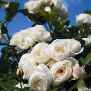 Rosa 'Uetersener-Klosterrose' -R- KL V